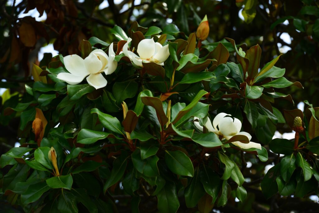 Fall flowering trees and shrubs