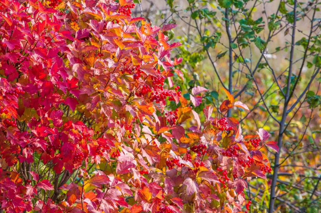 Fall flowering trees and shrubs