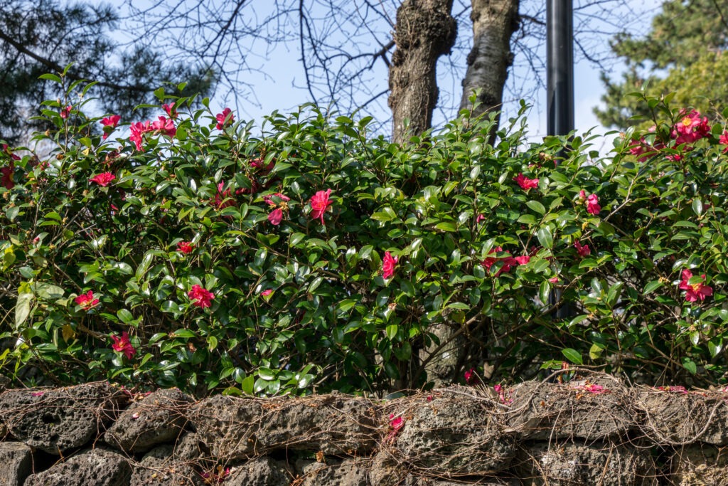 Fall flowering trees and shrubs