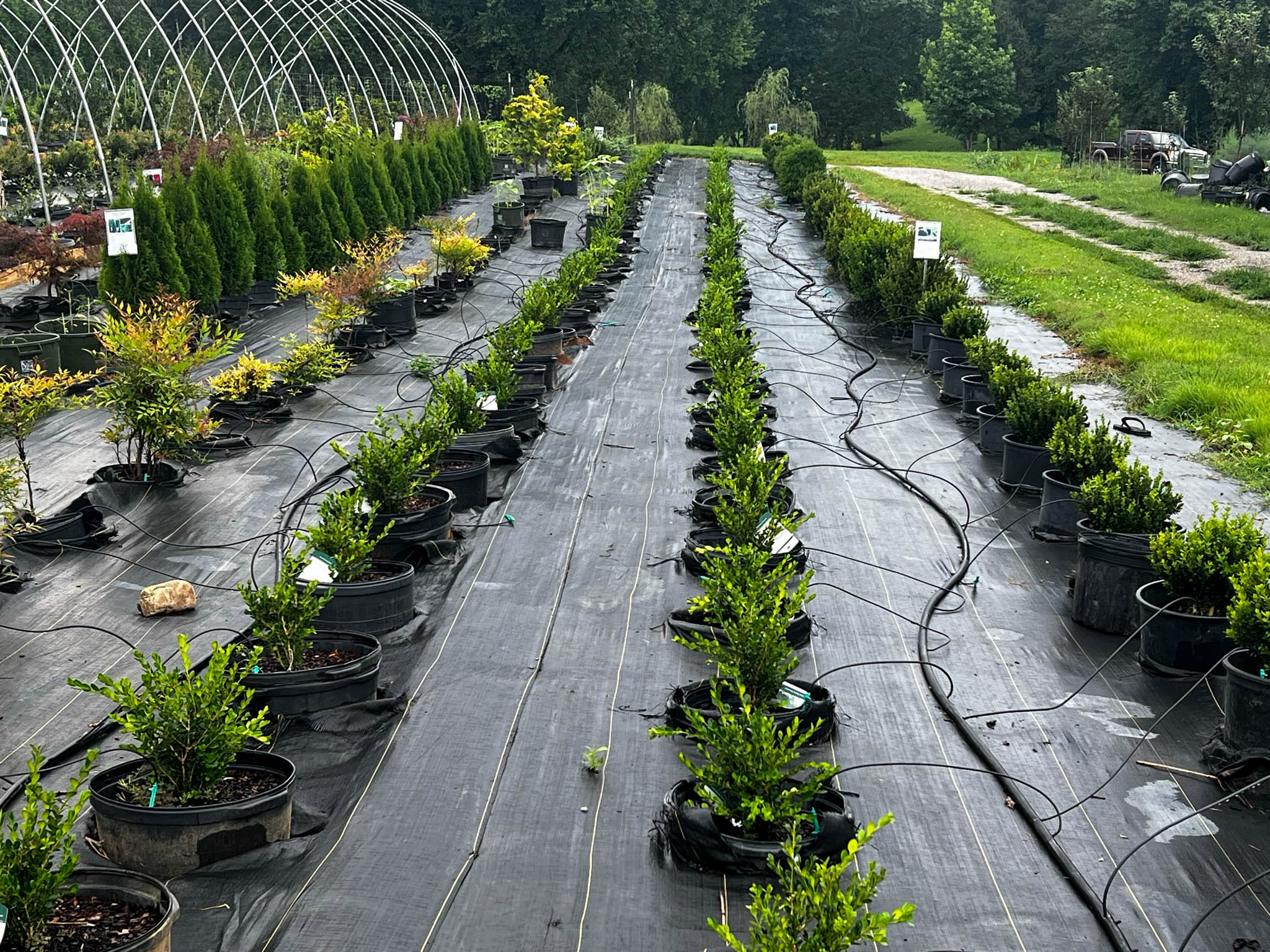 Growing Boxwoods