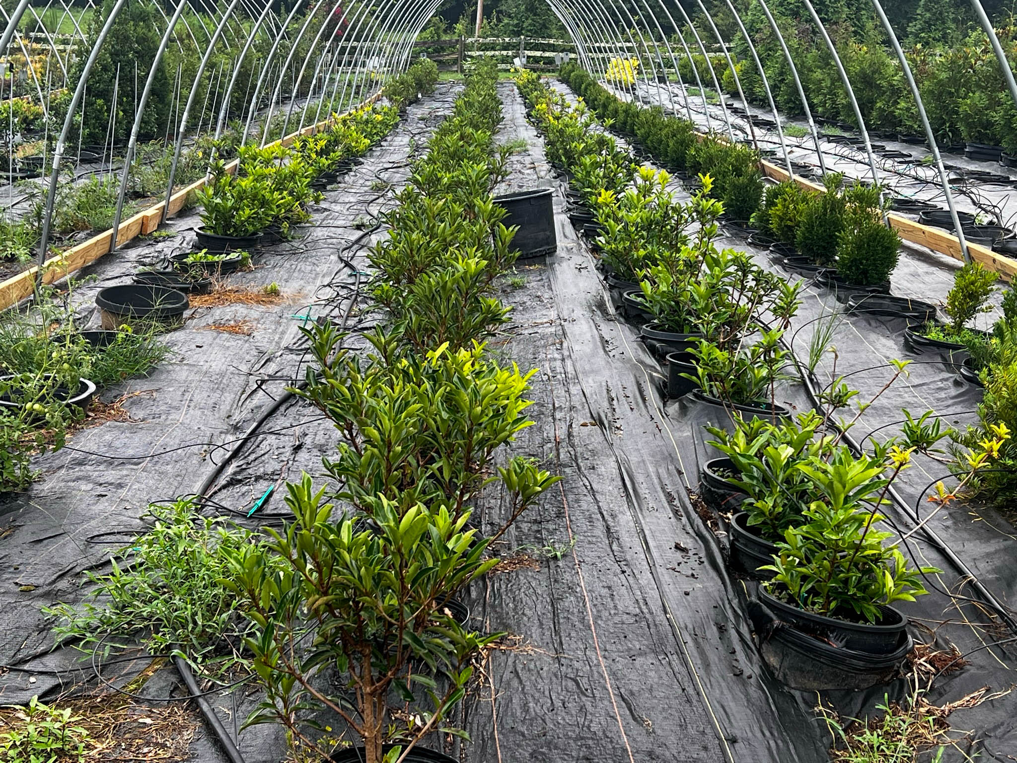 Rows of Chindo Viburnem