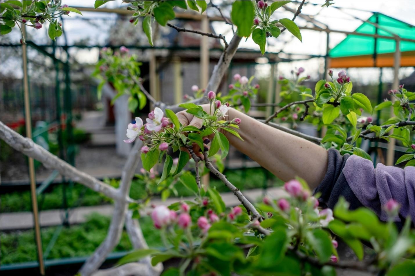 Pruning your trees and shrubs