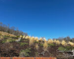 mass planting erosion control