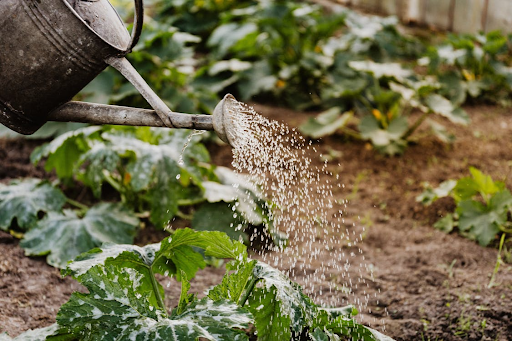 Watering guide for Zone 7